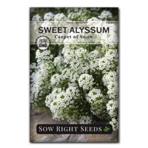 sow right seeds – sweet alyssum white carpet of snow flower seeds for planting – beautiful container or bedding flowers to plant in your garden – non-gmo heirloom seeds – wonderful gardening gift
