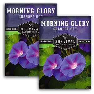 survival garden seeds – grandpa ott morning glory seed for planting – 2 packs with instructions to plant and grow ipomoea purpurea in your home vegetable garden – non-gmo heirloom variety