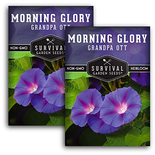 Survival Garden Seeds - Grandpa OTT Morning Glory Seed for Planting - 2 Packs with Instructions to Plant and Grow Ipomoea Purpurea in Your Home Vegetable Garden - Non-GMO Heirloom Variety