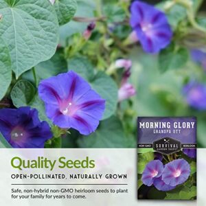 Survival Garden Seeds - Grandpa OTT Morning Glory Seed for Planting - 2 Packs with Instructions to Plant and Grow Ipomoea Purpurea in Your Home Vegetable Garden - Non-GMO Heirloom Variety