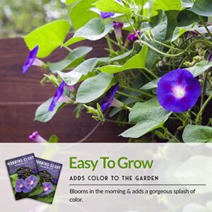 Survival Garden Seeds - Grandpa OTT Morning Glory Seed for Planting - 2 Packs with Instructions to Plant and Grow Ipomoea Purpurea in Your Home Vegetable Garden - Non-GMO Heirloom Variety