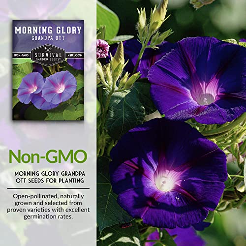 Survival Garden Seeds - Grandpa OTT Morning Glory Seed for Planting - 2 Packs with Instructions to Plant and Grow Ipomoea Purpurea in Your Home Vegetable Garden - Non-GMO Heirloom Variety