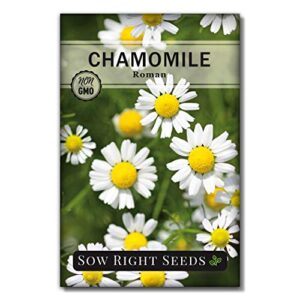 sow right seeds – roman chamomile seeds for planting – non-gmo heirloom seeds; instructions to plant and grow an herbal tea garden, indoors or outdoor; great gardening gift. (1)