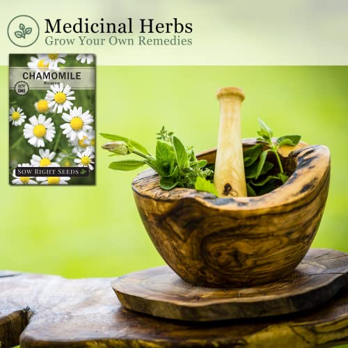 Sow Right Seeds - Roman Chamomile Seeds for Planting - Non-GMO Heirloom Seeds; Instructions to Plant and Grow an Herbal Tea Garden, Indoors or Outdoor; Great Gardening Gift. (1)