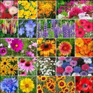 Birds, Bees, and Butterflies Mix Flower Seeds, 500+ Seeds Per Packet, Variety of Wildflowers! (Isla's Garden Seeds), Non GMO & Heirloom Seeds, Great Flower Mix for Home Garden Landscape