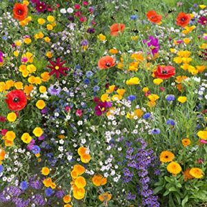 Birds, Bees, and Butterflies Mix Flower Seeds, 500+ Seeds Per Packet, Variety of Wildflowers! (Isla's Garden Seeds), Non GMO & Heirloom Seeds, Great Flower Mix for Home Garden Landscape