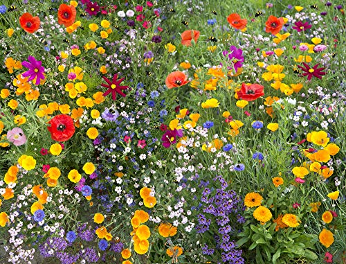 Birds, Bees, and Butterflies Mix Flower Seeds, 500+ Seeds Per Packet, Variety of Wildflowers! (Isla's Garden Seeds), Non GMO & Heirloom Seeds, Great Flower Mix for Home Garden Landscape