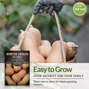 Survival Garden Seeds - Butternut Squash Seed for Planting - Packet with Instructions to Plant and Grow Winter Squash Plants in Your Home Vegetable Garden - Non-GMO Heirloom Variety - 1 Pack