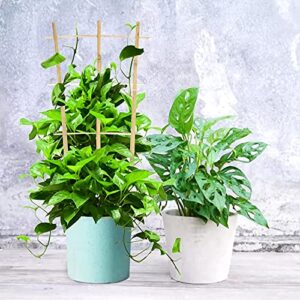 Cambaverd 3 Pack Min Bamboo Trellis 16 in Fan -Shaped Plant Support Trellis with Twist Ties for Indoor Mini Climbing Plants Hoya Potted Plants House Plants Vine Ivy