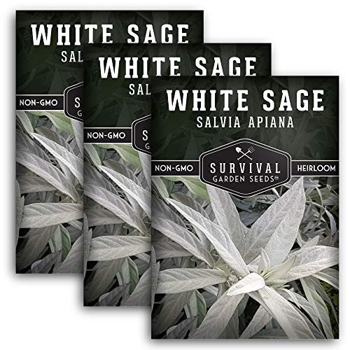 Survival Garden Seeds - White Sage Seed for Planting - Grow Sustainable Smudging Incense - Pack with Instructions to Plant & Grow in Your Home Garden - Non-GMO Heirloom Variety - 3 Packet