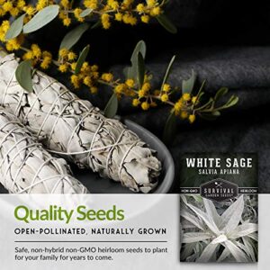 Survival Garden Seeds - White Sage Seed for Planting - Grow Sustainable Smudging Incense - Pack with Instructions to Plant & Grow in Your Home Garden - Non-GMO Heirloom Variety - 3 Packet
