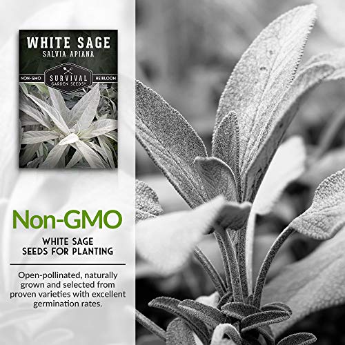 Survival Garden Seeds - White Sage Seed for Planting - Grow Sustainable Smudging Incense - Pack with Instructions to Plant & Grow in Your Home Garden - Non-GMO Heirloom Variety - 3 Packet