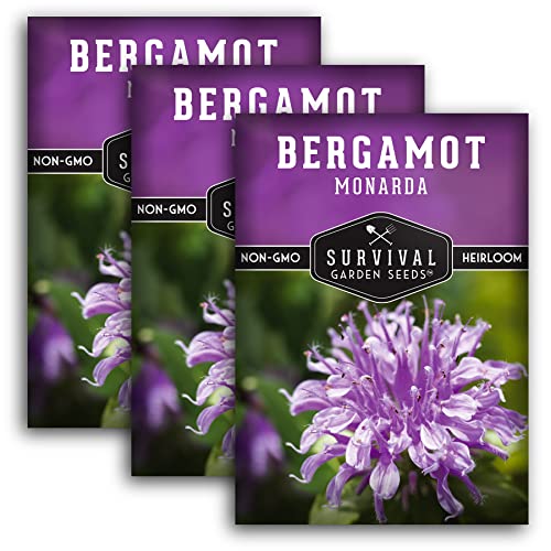 Survival Garden Seeds - Bergamot Herb (Bee Balm) Seed for Planting - 3 Packs with Instructions to Plant and Grow Lavender Monarda Wildflowers in Your Home Vegetable Garden - Non-GMO Heirloom Variety