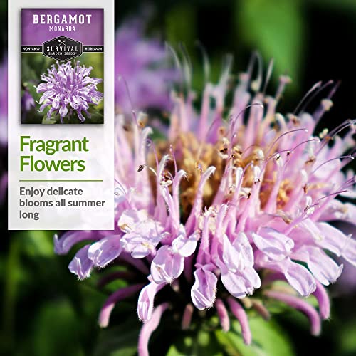 Survival Garden Seeds - Bergamot Herb (Bee Balm) Seed for Planting - 3 Packs with Instructions to Plant and Grow Lavender Monarda Wildflowers in Your Home Vegetable Garden - Non-GMO Heirloom Variety