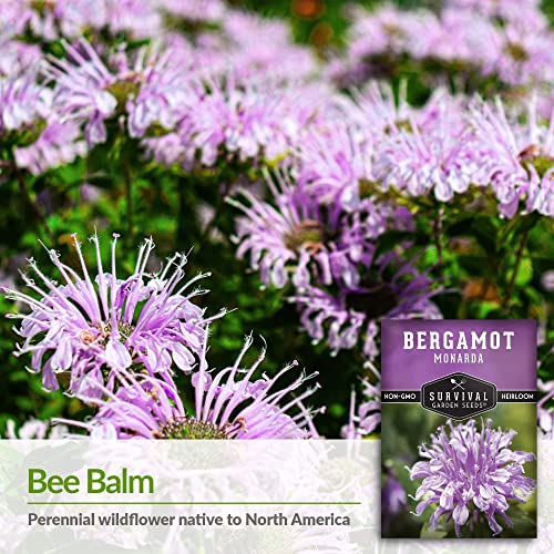 Survival Garden Seeds - Bergamot Herb (Bee Balm) Seed for Planting - 3 Packs with Instructions to Plant and Grow Lavender Monarda Wildflowers in Your Home Vegetable Garden - Non-GMO Heirloom Variety