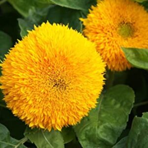 Teddy Bear Sunflower Seeds | 20 Seeds | Exotic Garden Flower | Sunflower Seeds for Planting | Great for Hummingbirds and Butterflies