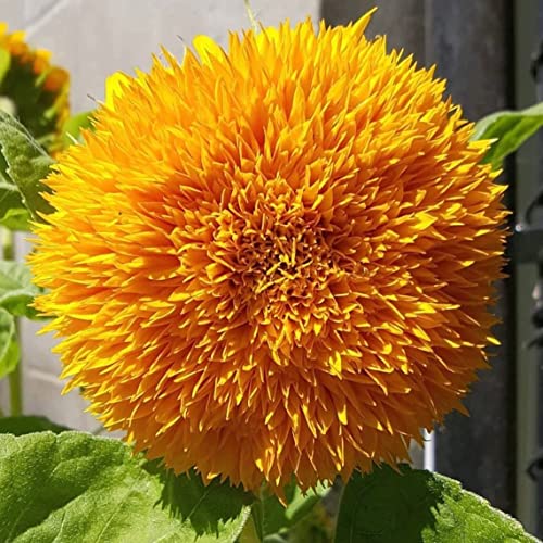 Teddy Bear Sunflower Seeds | 20 Seeds | Exotic Garden Flower | Sunflower Seeds for Planting | Great for Hummingbirds and Butterflies