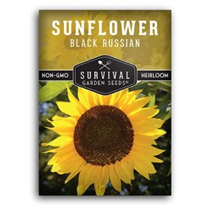 survival garden seeds – black russian sunflower seed for planting – packet with instructions to plant and grow flowers for oil or bird feed in your home vegetable garden – non-gmo heirloom variety