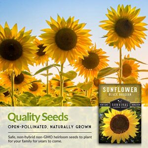 Survival Garden Seeds - Black Russian Sunflower Seed for Planting - Packet with Instructions to Plant and Grow Flowers for Oil or Bird Feed in Your Home Vegetable Garden - Non-GMO Heirloom Variety