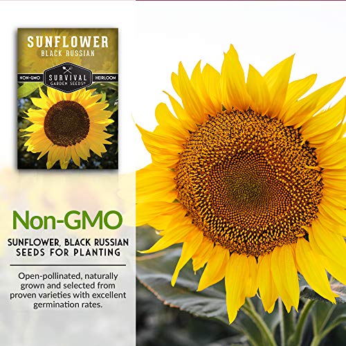 Survival Garden Seeds - Black Russian Sunflower Seed for Planting - Packet with Instructions to Plant and Grow Flowers for Oil or Bird Feed in Your Home Vegetable Garden - Non-GMO Heirloom Variety