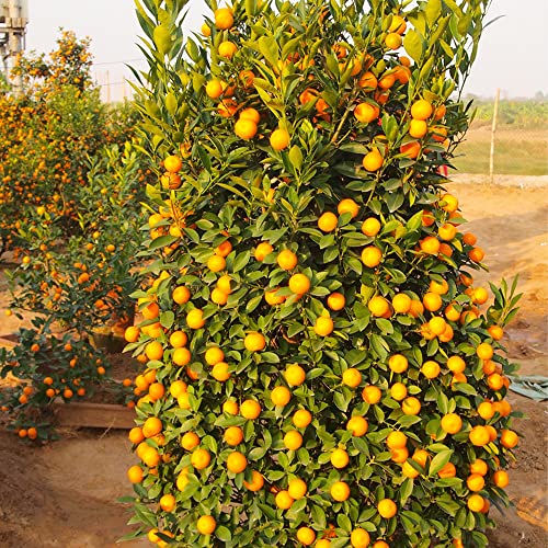 QAUZUY GARDEN 5 Seeds Oval Nagami Kumquat Fortunella Margarita Citrus Cumquat Rutaceae Seeds- Organic No-GMO Kumquat Seeds- Grow Your Own Delicious Citrus Fruit Tree