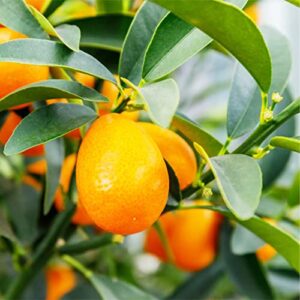 QAUZUY GARDEN 5 Seeds Oval Nagami Kumquat Fortunella Margarita Citrus Cumquat Rutaceae Seeds- Organic No-GMO Kumquat Seeds- Grow Your Own Delicious Citrus Fruit Tree