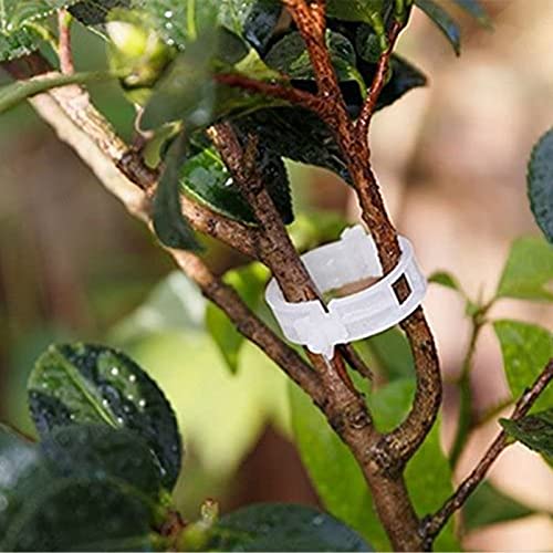 100PCS Plant Support Garden Clips Tomato Clips Supports/Connects Plants/Twine/Vines Trellis/Cages Plant Vine Vegetable Fastening Clip Grafting Tools Make Plant Grow Upright and Healthier (100PCS)