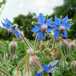 outsidepride borago officinalis borage herb garden flowering plants great for bee pollination – 1 oz