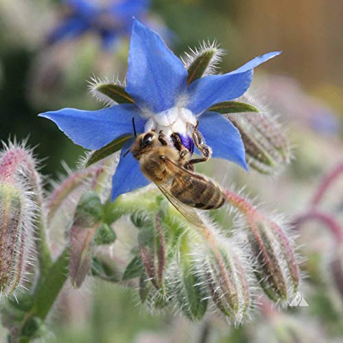 Outsidepride Borago Officinalis Borage Herb Garden Flowering Plants Great for Bee Pollination - 1 OZ