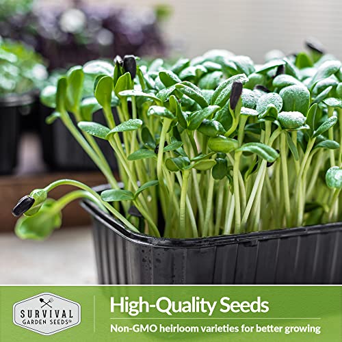 Survival Garden Seeds Sunflower Microgreens for Sprouting and Growing - Seed to Sprout Green Leafy Micro Vegetable Plants Indoors - Grow Your Own Mini Windowsill Garden - Non-GMO Heirloom Variety