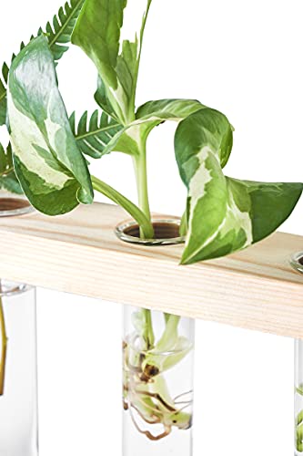 Mkono Plant Propagation Tubes, 3 Tiered Wall Hanging Plant Terrarium with Wooden Stand Mini Test Tube Flower Vase Glass Planter for Hydroponic Plant Cutting Home Garden Office Decor Plant Lover Gift