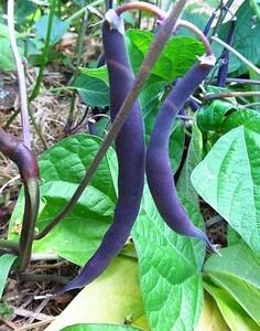 Royal Burgundy Bush Bean Seeds for Planting, 30 Heirloom Seeds Per Packet, (Isla's Garden Seeds), Non GMO Seeds, Botanical Name: Phaseolus vulgaris, Great Home Garden Gift