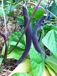 Royal Burgundy Bush Bean Seeds for Planting, 30 Heirloom Seeds Per Packet, (Isla's Garden Seeds), Non GMO Seeds, Botanical Name: Phaseolus vulgaris, Great Home Garden Gift