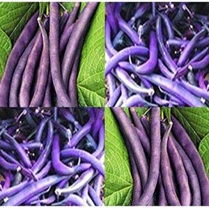 Royal Burgundy Bush Bean Seeds for Planting, 30 Heirloom Seeds Per Packet, (Isla's Garden Seeds), Non GMO Seeds, Botanical Name: Phaseolus vulgaris, Great Home Garden Gift