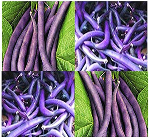 Royal Burgundy Bush Bean Seeds for Planting, 30 Heirloom Seeds Per Packet, (Isla's Garden Seeds), Non GMO Seeds, Botanical Name: Phaseolus vulgaris, Great Home Garden Gift