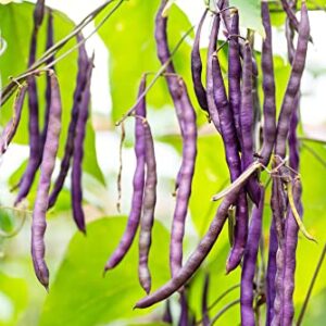 Royal Burgundy Bush Bean Seeds for Planting, 30 Heirloom Seeds Per Packet, (Isla's Garden Seeds), Non GMO Seeds, Botanical Name: Phaseolus vulgaris, Great Home Garden Gift