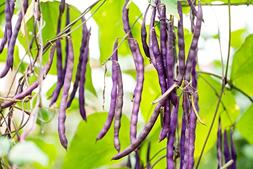 Royal Burgundy Bush Bean Seeds for Planting, 30 Heirloom Seeds Per Packet, (Isla's Garden Seeds), Non GMO Seeds, Botanical Name: Phaseolus vulgaris, Great Home Garden Gift