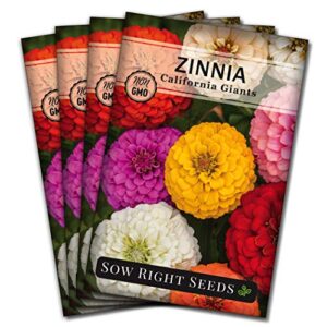 sow right seeds california giant zinnia seeds – full instructions for planting, beautiful to plant in your flower garden; non-gmo heirloom seeds; wonderful gardening gifts (4)
