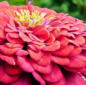 Sow Right Seeds California Giant Zinnia Seeds - Full Instructions for Planting, Beautiful to Plant in Your Flower Garden; Non-GMO Heirloom Seeds; Wonderful Gardening Gifts (4)