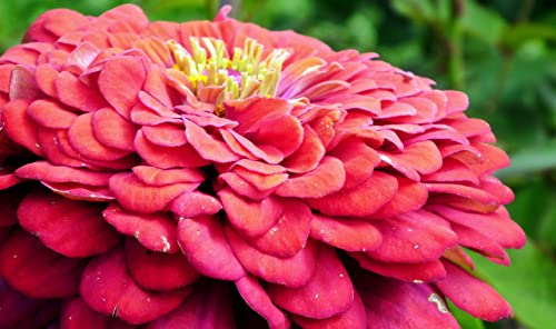 Sow Right Seeds California Giant Zinnia Seeds - Full Instructions for Planting, Beautiful to Plant in Your Flower Garden; Non-GMO Heirloom Seeds; Wonderful Gardening Gifts (4)