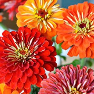 Sow Right Seeds California Giant Zinnia Seeds - Full Instructions for Planting, Beautiful to Plant in Your Flower Garden; Non-GMO Heirloom Seeds; Wonderful Gardening Gifts (4)