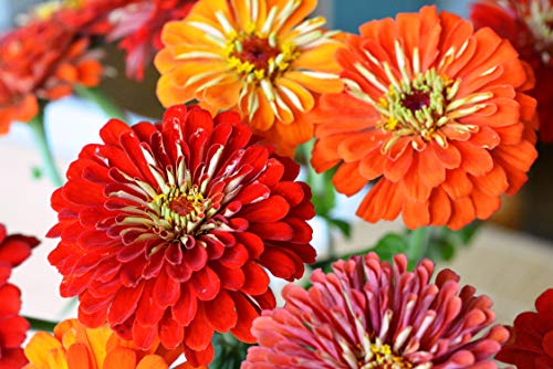 Sow Right Seeds California Giant Zinnia Seeds - Full Instructions for Planting, Beautiful to Plant in Your Flower Garden; Non-GMO Heirloom Seeds; Wonderful Gardening Gifts (4)