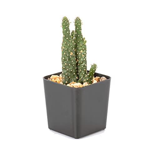 Black Square Flower Nursery Pots for Starting Seedlings, Succulents, or Cacti - 2" x 2", Pack of 100 + THCity Stakes