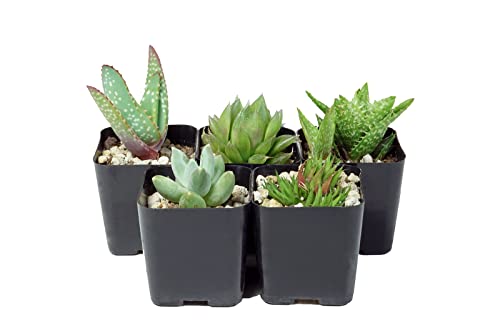 Black Square Flower Nursery Pots for Starting Seedlings, Succulents, or Cacti - 2" x 2", Pack of 100 + THCity Stakes