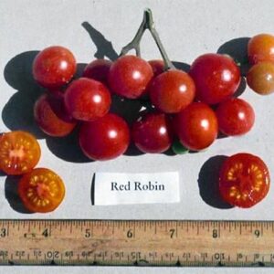 30+ Dwarf Red Robin Tomato Seeds, Heirloom Non-GMO, Sweet, Low Acid, Determinate, Open-Pollinated, Delicious, Lycopersicon lycopersicum, from USA