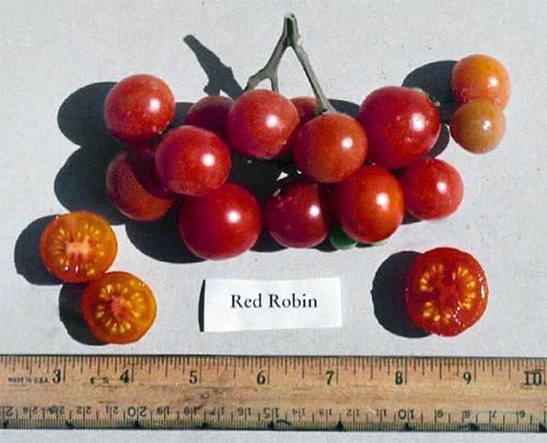 30+ Dwarf Red Robin Tomato Seeds, Heirloom Non-GMO, Sweet, Low Acid, Determinate, Open-Pollinated, Delicious, Lycopersicon lycopersicum, from USA