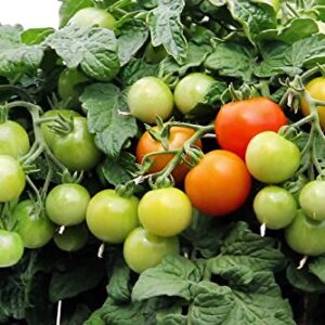 30+ Dwarf Red Robin Tomato Seeds, Heirloom Non-GMO, Sweet, Low Acid, Determinate, Open-Pollinated, Delicious, Lycopersicon lycopersicum, from USA