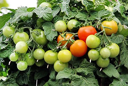 30+ Dwarf Red Robin Tomato Seeds, Heirloom Non-GMO, Sweet, Low Acid, Determinate, Open-Pollinated, Delicious, Lycopersicon lycopersicum, from USA