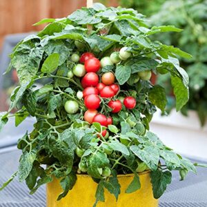 30+ Dwarf Red Robin Tomato Seeds, Heirloom Non-GMO, Sweet, Low Acid, Determinate, Open-Pollinated, Delicious, Lycopersicon lycopersicum, from USA