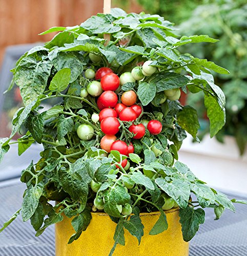 30+ Dwarf Red Robin Tomato Seeds, Heirloom Non-GMO, Sweet, Low Acid, Determinate, Open-Pollinated, Delicious, Lycopersicon lycopersicum, from USA